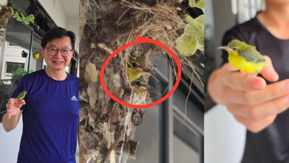 Baby sunbirds charm Woodlands estate after nesting outside HDB flat, perch on residents’ fingers, Singapore News