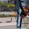 Video of wild chickens chase in Yishun sparks online debate, Singapore News
