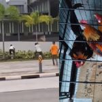 Video of wild chickens chase in Yishun sparks online debate, Singapore News