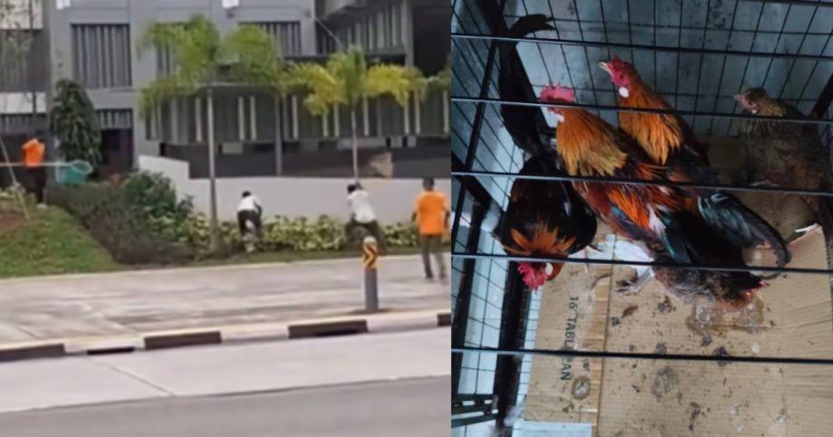 Video of wild chickens chase in Yishun sparks online debate, Singapore News