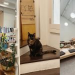 A Charming Korean bookstore on Neil Road with Rare titles and  All-Day Reading Space