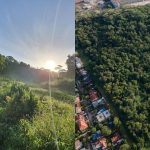 Why is everyone talking about Maju Forest?
