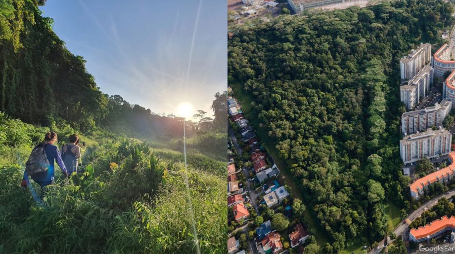 Why is everyone talking about Maju Forest? Why is everyone talking about Maju Forest?