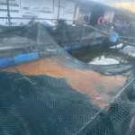 Oil spill near Pulau Ubin affects fish farms