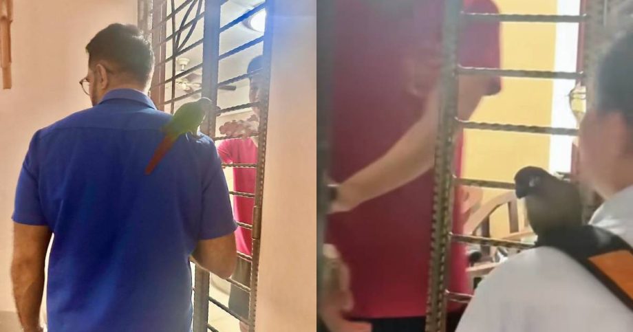 ‘Playful ear-nibbling’: Pritam Singh’s encounter with parrot during Eunos house visit, Singapore News ‘Playful ear-nibbling’: Pritam Singh’s encounter with parrot during Eunos house visit, Singapore News