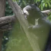 Bears rescued from Laos bile farm experience freedom