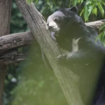 Bears rescued from Laos bile farm experience freedom