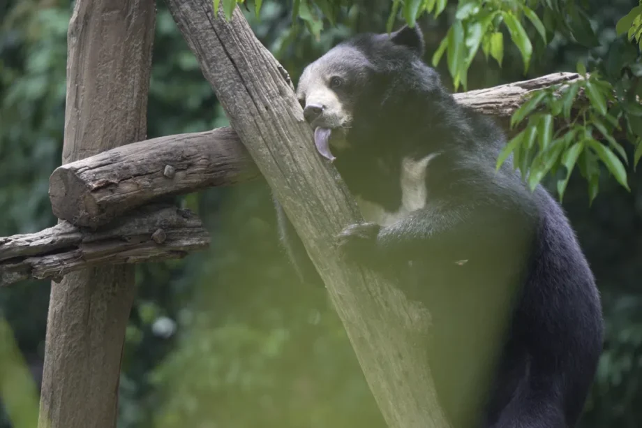 Bears rescued from Laos bile farm experience freedom Bears rescued from Laos bile farm experience freedom