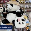 Inside the black-and-white panda-monium in Chengdu, China’s panda capital