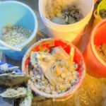 Interact responsibly with marine wildlife, NParks urges after group seen foraging at Changi, Singapore News