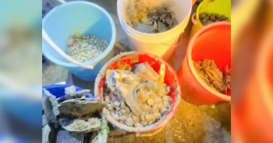 Interact responsibly with marine wildlife, NParks urges after group seen foraging at Changi, Singapore News Interact responsibly with marine wildlife, NParks urges after group seen foraging at Changi, Singapore News