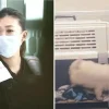 Puppy smuggling couple pockets k, sells them from Hougang