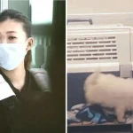 Puppy smuggling couple pockets k, sells them from Hougang
