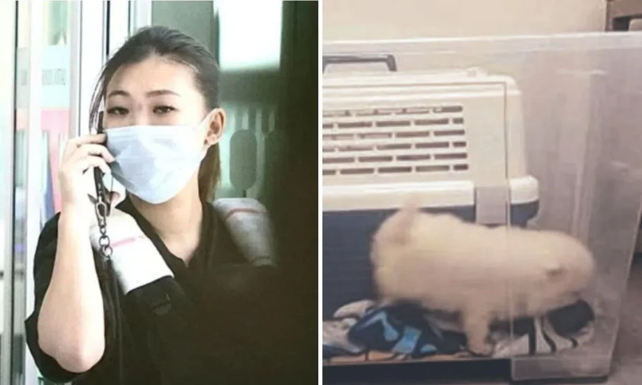Puppy smuggling couple pockets k, sells them from Hougang