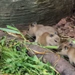 Four capybara pups born in Mandai on Capybara Appreciation Day