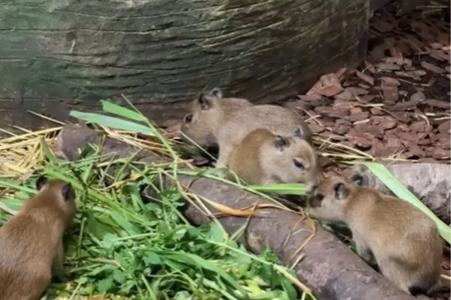 Four capybara pups born in Mandai on Capybara Appreciation Day Four capybara pups born in Mandai on Capybara Appreciation Day