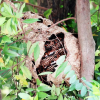 Hornet attack near Singapore’s Redhill Market leads to four being taken to hospital