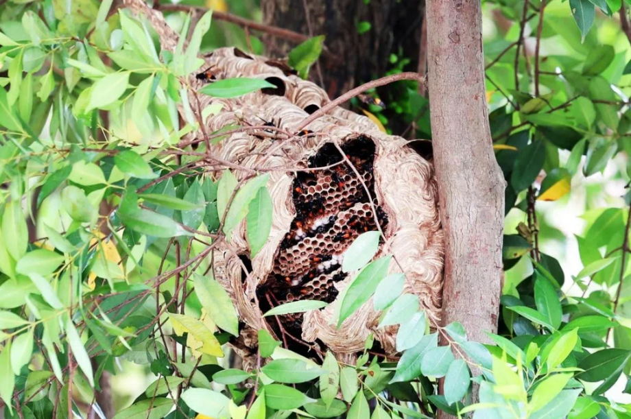 Hornet attack near Singapore’s Redhill Market leads to four being taken to hospital Hornet attack near Singapore’s Redhill Market leads to four being taken to hospital