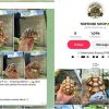 Illegal tortoises offered for sale in Singapore on TikTok and Telegram