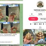 Illegal tortoises offered for sale in Singapore on TikTok and Telegram