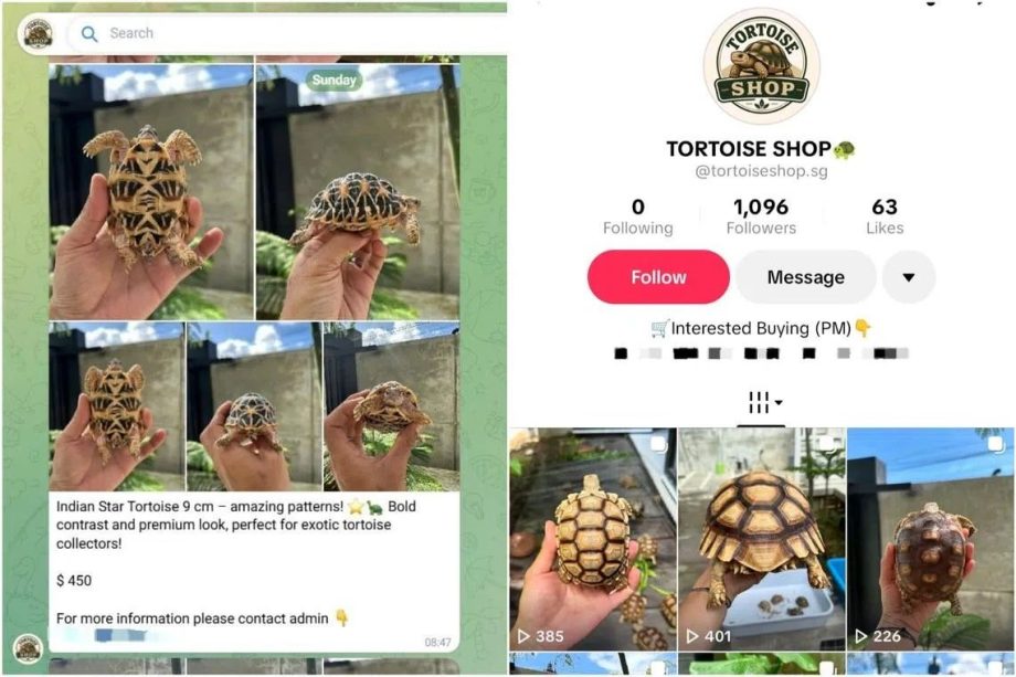 Illegal tortoises offered for sale in Singapore on TikTok and Telegram Illegal tortoises offered for sale in Singapore on TikTok and Telegram