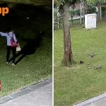 Illegal feeding of wildlife in Toa Payoh