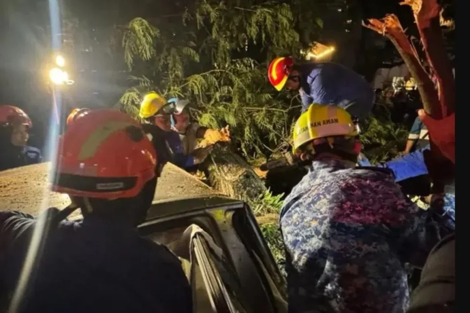 1 dead, 7 hospitalised after tree falls near Singapore embassy in Kuala Lumpur 1 dead, 7 hospitalised after tree falls near Singapore embassy in Kuala Lumpur