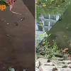 Punggol Waterway stingray sighting | STOMP