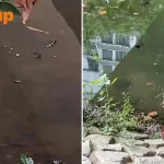 Punggol Waterway stingray sighting | STOMP