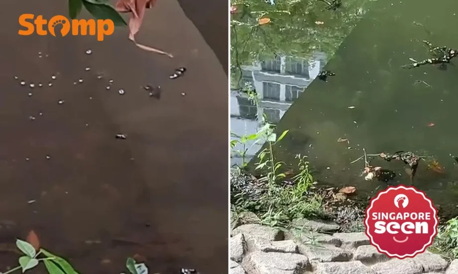 Punggol Waterway stingray sighting | STOMP Punggol Waterway stingray sighting | STOMP