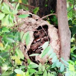 Hornet attack in Redhill leads to 4 people being taken to hospital; nest removed