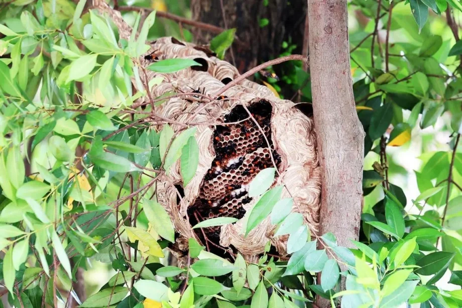 Hornet attack in Redhill leads to 4 people being taken to hospital; nest removed Hornet attack in Redhill leads to 4 people being taken to hospital; nest removed