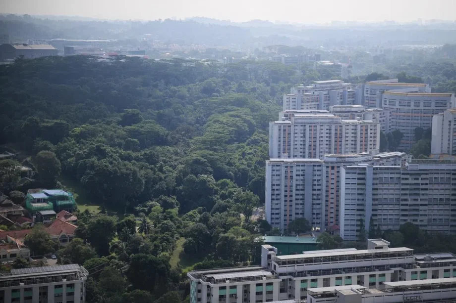 Parts of Maju Forest to make way for public housing estate Parts of Maju Forest to make way for public housing estate