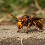 Hornet sting: Dangers and safety advice