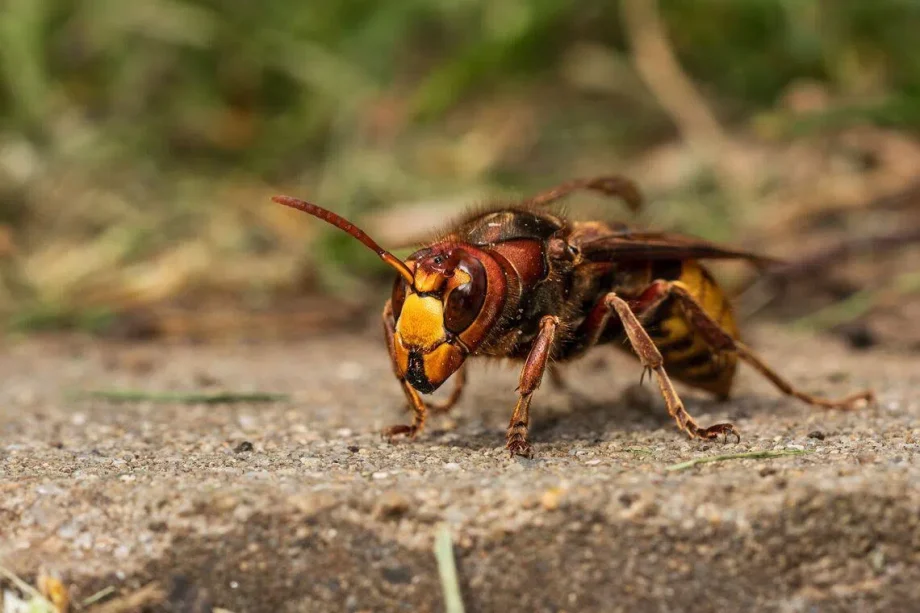 Hornet sting: Dangers and safety advice Hornet sting: Dangers and safety advice