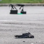 Over 500 crows culled since March: NParks