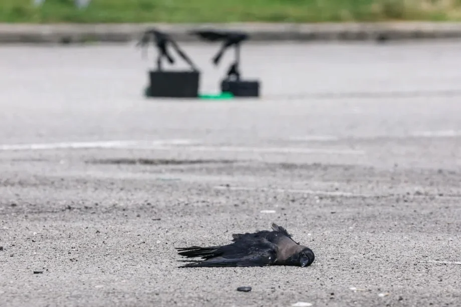 Over 500 crows culled since March: NParks Over 500 crows culled since March: NParks