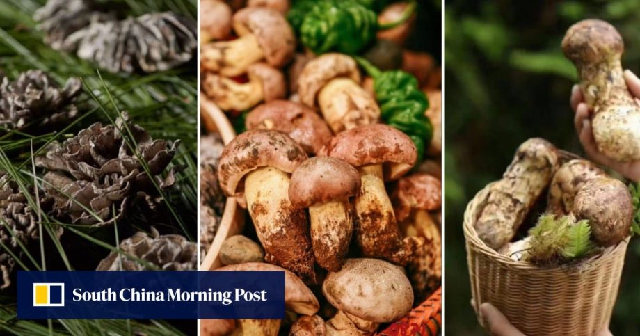 US,100 for 1kg? Inside Yunnan’s booming wild-mushroom market in China