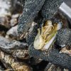 How Muar’s oysters turned a sleepy riverside village into a tourist draw
