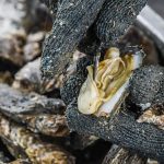 How Muar’s oysters turned a sleepy riverside village into a tourist draw