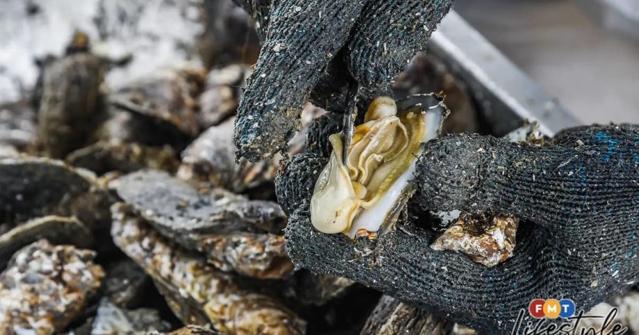 How Muar’s oysters turned a sleepy riverside village into a tourist draw How Muar’s oysters turned a sleepy riverside village into a tourist draw
