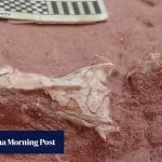 Rare snake fossil offers new insight into the reptiles’ early evolution