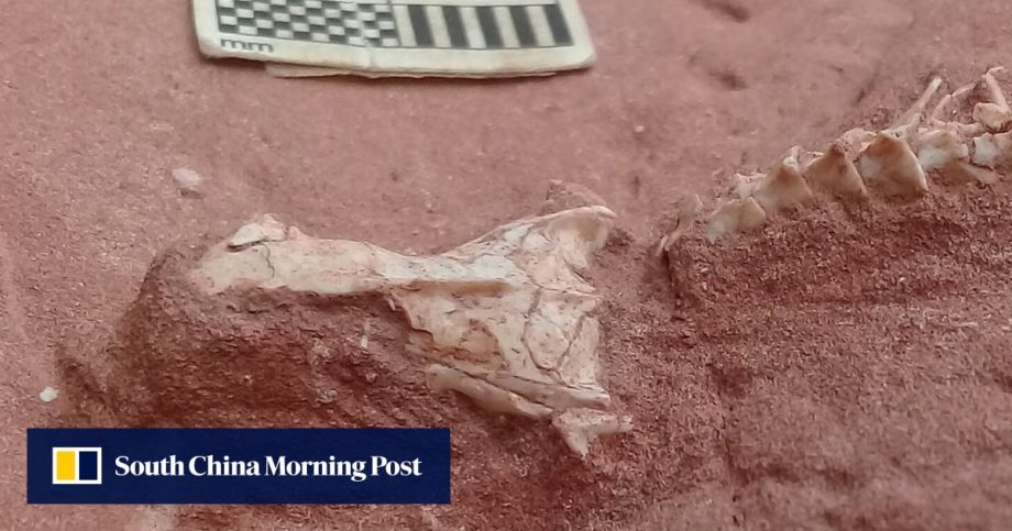 Rare snake fossil offers new insight into the reptiles’ early evolution Rare snake fossil offers new insight into the reptiles’ early evolution