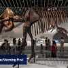 What to see at the Shenzhen Natural History Museum, from dinosaur fossils to meteorites