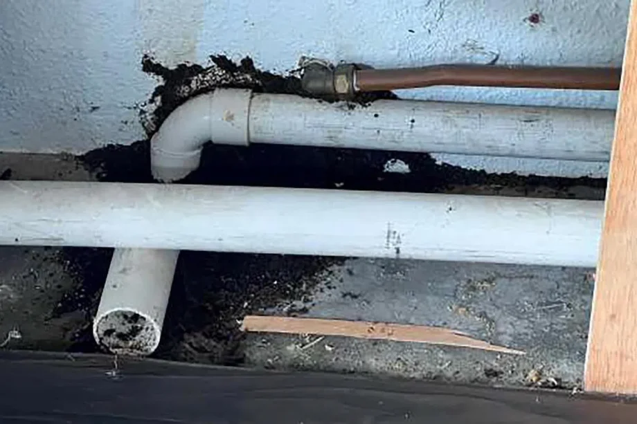Freesia Woods condo management ordered to compensate couple over termite infestation Freesia Woods condo management ordered to compensate couple over termite infestation