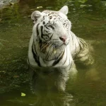 Night Safari’s white Bengal tiger euthanised