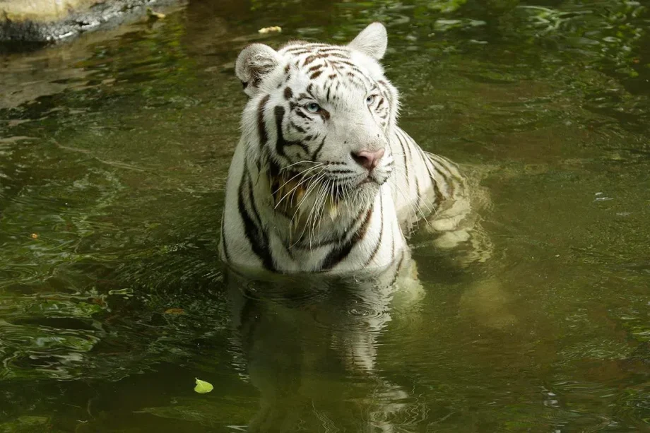 Night Safari’s white Bengal tiger euthanised Night Safari’s white Bengal tiger euthanised