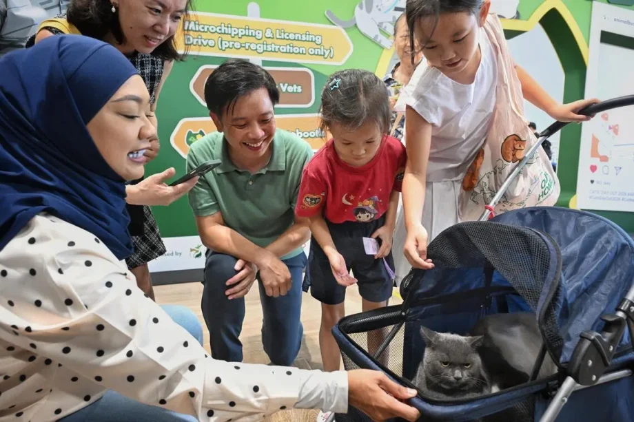 Cat fosterers to be allowed up to six cats in HDB flats under pilot scheme Cat fosterers to be allowed up to six cats in HDB flats under pilot scheme
