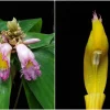 Rare spiral ginger flowers at Singapore Botanic Gardens