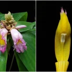 Rare spiral ginger flowers at Singapore Botanic Gardens